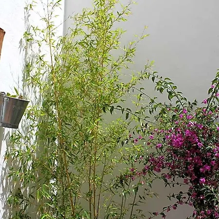بيت شباب Room Tarifa تريفة